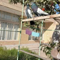 تعدادی کبوتر سینه ای تمیز