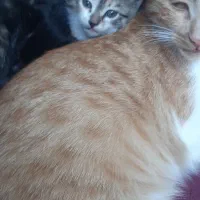واگذاری گربه همه باهمن