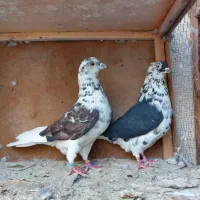 فروش کفتر های استثنایی