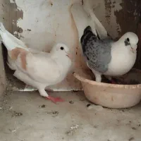 کبوتر جفت قیمت 1400