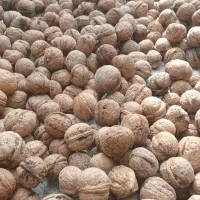 گردو|خوردنی و آشامیدنی|پاوه, |دیوار