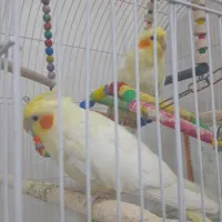 عروس هلندی بالغ وبازی گوش|پرنده|مشهد, شهرک شیرین|دیوار