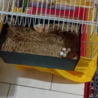 فنج گلدین نروماده