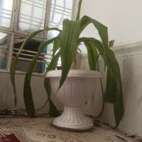 فروش گل و گلدان بزرگ