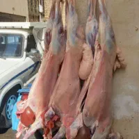 گوشت گوسفندی کشتار روز