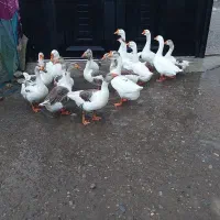 قیمت ۱۲۳۴۵۶۷۸۹۹۹۹|حیوانات مزرعه|شفت, |دیوار