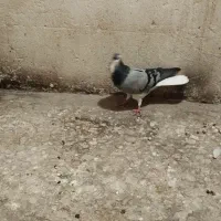 نر دمگیر ماده زاغ ابادانی|پرنده|شاهین‌شهر, خانه کارگر|دیوار