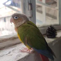 طوطی گرینچیک گمشده در قائمیه کوچه 21/1