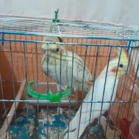 عروس هلندی