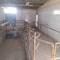 گاوداری صنعتی، جاده قوژد پشت مرغداری حاتمی نژاد|اجارهٔ دفتر صنعتی، کشاورزی، تجاری|گناباد, |دیوار