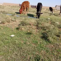 دو عدد گوساله ماده|حیوانات مزرعه|خوی, |دیوار