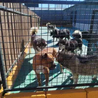 سگ پانسیون و آموزش سگ