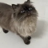 فروش فوری گربه|گربه|قم, بلوار امین و ساحلی|دیوار