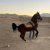 معاوضه با کره اسب کرد یا ترک