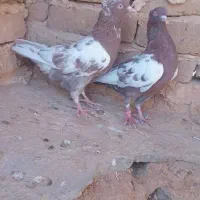 کفتر کله دم سیاه|پرنده|تربت جام, کشتارگاه|دیوار