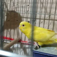 مرغ عشق زیبا در رنگهای مختلف|پرنده|مرودشت, فرهنگ|دیوار