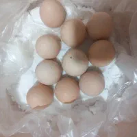 تخم لاری نطفه دار