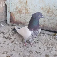 دوتا ماده سینه ای|پرنده|شوشتر, |دیوار