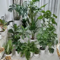 گل طبیعی شفلرا مونستر اریکا لیراتا آپارتمانی