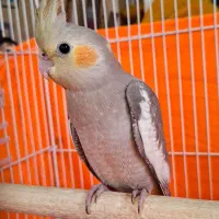 عروس هلندی|پرنده|سیرجان, |دیوار