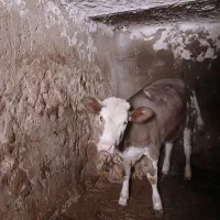 گوساله ماده
