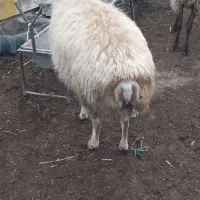 گوسفند|حیوانات مزرعه|گرمادوز, |دیوار