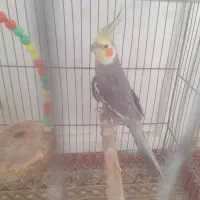 عروس هلندی مولد