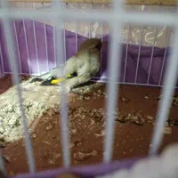 سهره قناری|پرنده|مشهد, کارگران|دیوار