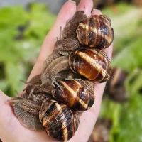 حلزون اسکارگو و آچاتینا کلکسیونی