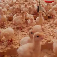 جوجه بوقلمون گوشتی بیوتی۶|حیوانات مزرعه|تنکابن, |دیوار