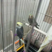 جوجه عروس هلندی|پرنده|بومهن, |دیوار