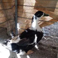 معامله با کفتر
