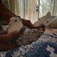 کبوتر پرشی هما سرور