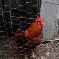 خروس محلی زیبا