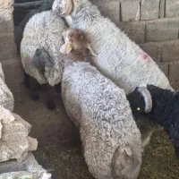 بره چاق دیگ آبگوشت محرم