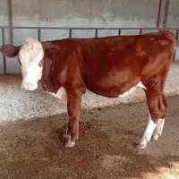گوساله ماده قرمز