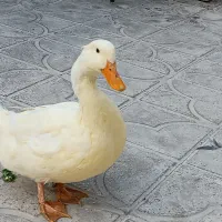 اردک|پرنده|مرودشت, ثبت احوال|دیوار