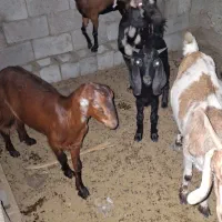 بز گیسه فروشی با قیمت مناسب
