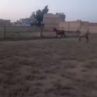 اسب|اسب و تجهیزات اسب‌سواری|شیراز, دارالرحمه|دیوار