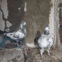 کبوتر پرشی استثنایی