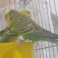 مرغ عشق ماده سرحال