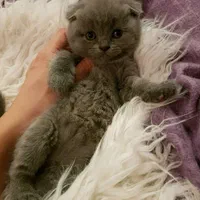گربه صورت‌گردهای بلو، ملوس و نجیب|گربه|تهران, یوسف‌آباد|دیوار