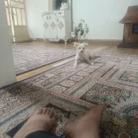سگ خانگی بازیگوش