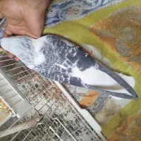 کفتر ساده فوق دستی