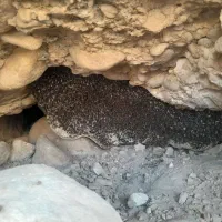 عسل طبیعی|عمده‌فروشی|بوشکان, |دیوار