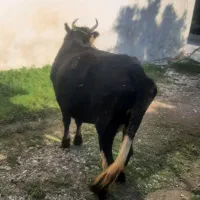 فروش ۲عدد گاو شیر کر|حیوانات مزرعه|نوشهر, |دیوار