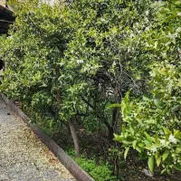 زمین کمربندی ابتدای کوچه بهزیستی