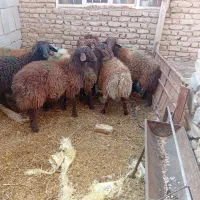 بره نر|حیوانات مزرعه|مشهد, درزآب|دیوار