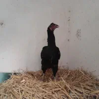مرغ لاری