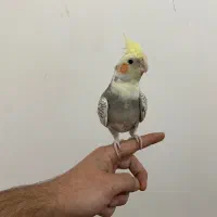 پرنده|پرنده|اصفهان, رزمندگان|دیوار